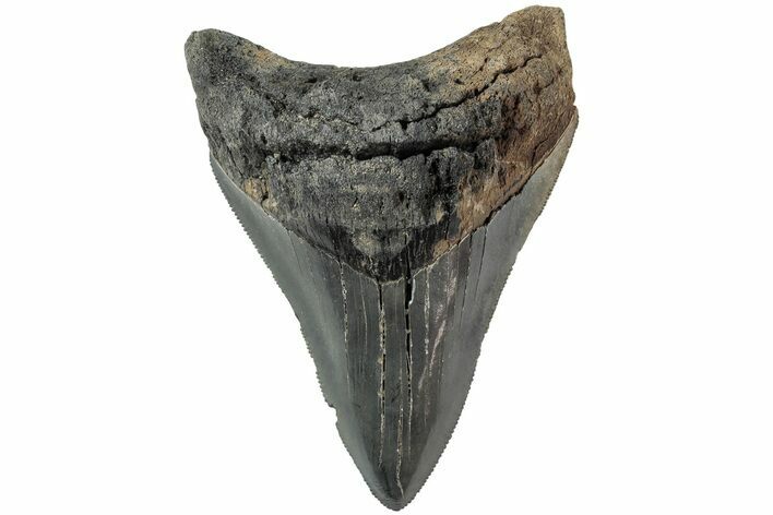 Serrated, Fossil Megalodon Tooth - South Carolina #234517